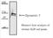 Dynamin 1 antibody, NB100-1993, Novus Biologicals, Western Blot image 