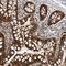 Tetratricopeptide Repeat Domain 38 antibody, NBP1-82163, Novus Biologicals, Immunohistochemistry paraffin image 