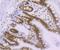 Histone Cluster 4 H4 antibody, NBP2-80444, Novus Biologicals, Immunohistochemistry paraffin image 