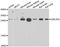 Ubiquitin Conjugating Enzyme E2 R2 antibody, A7373, ABclonal Technology, Western Blot image 