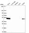 Leupaxin antibody, HPA061441, Atlas Antibodies, Western Blot image 