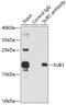 SUB1 Regulator Of Transcription antibody, GTX65860, GeneTex, Immunoprecipitation image 