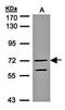 Rap Guanine Nucleotide Exchange Factor 5 antibody, orb69945, Biorbyt, Western Blot image 