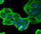 SRY-Box 10 antibody, NBP2-67724, Novus Biologicals, Immunocytochemistry image 