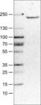 Mannose Receptor C-Type 1 antibody, NBP2-52927, Novus Biologicals, Western Blot image 