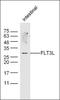 IQ Motif Containing GTPase Activating Protein 3 antibody, orb157701, Biorbyt, Western Blot image 