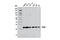 RAB8A, Member RAS Oncogene Family antibody, 6975S, Cell Signaling Technology, Western Blot image 