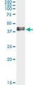 Adenosine A2a Receptor antibody, LS-C139333, Lifespan Biosciences, Immunoprecipitation image 