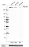 LPS Responsive Beige-Like Anchor Protein antibody, HPA023597, Atlas Antibodies, Western Blot image 