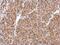 Protein Inhibitor Of Activated STAT 2 antibody, NBP2-19819, Novus Biologicals, Immunohistochemistry paraffin image 