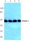 ADP Ribosylation Factor Interacting Protein 1 antibody, PA5-36427, Invitrogen Antibodies, Western Blot image 