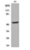Carboxypeptidase A5 antibody, orb160561, Biorbyt, Western Blot image 