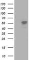 Aldehyde Dehydrogenase 3 Family Member A2 antibody, NBP2-01017, Novus Biologicals, Western Blot image 