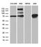 SEC23 Homolog B, Coat Complex II Component antibody, LS-C795287, Lifespan Biosciences, Western Blot image 