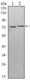 Kelch Like Family Member 13 antibody, MA5-15658, Invitrogen Antibodies, Western Blot image 