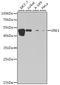 VRK Serine/Threonine Kinase 1 antibody, A7745, ABclonal Technology, Western Blot image 