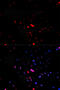 Jun Proto-Oncogene, AP-1 Transcription Factor Subunit antibody, MBS125888, MyBioSource, Immunofluorescence image 