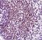 Telomeric Repeat Binding Factor 2 antibody, ab108997, Abcam, Immunohistochemistry paraffin image 
