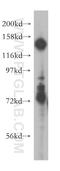 Protein Tyrosine Phosphatase Receptor Type A antibody, 13079-1-AP, Proteintech Group, Western Blot image 