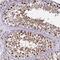 Karyopherin Subunit Alpha 3 antibody, NBP2-38541, Novus Biologicals, Immunohistochemistry frozen image 