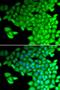 Myosin Light Chain 2 antibody, LS-C346089, Lifespan Biosciences, Immunofluorescence image 