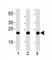 O-6-Methylguanine-DNA Methyltransferase antibody, F53794-0.1ML, NSJ Bioreagents, Western Blot image 