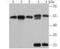 Karyopherin Subunit Alpha 2 antibody, A01776-2, Boster Biological Technology, Western Blot image 