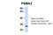 Proteasome Subunit Alpha 2 antibody, 27-086, ProSci, Western Blot image 