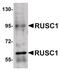 RUN And SH3 Domain Containing 1 antibody, PA5-20822, Invitrogen Antibodies, Western Blot image 