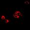 Leukotriene A4 Hydrolase antibody, orb340840, Biorbyt, Immunofluorescence image 