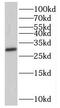 Pseudoautosomal homeobox-containing osteogenic protein antibody, FNab07852, FineTest, Western Blot image 