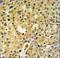 Chromosome 2 Open Reading Frame 49 antibody, LS-C168096, Lifespan Biosciences, Immunohistochemistry frozen image 
