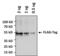 FLAG antibody, PA1-984B-HRP, Invitrogen Antibodies, Western Blot image 