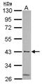 MSL Complex Subunit 3 antibody, NBP2-19419, Novus Biologicals, Western Blot image 