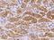 Aspartoacylase antibody, 200447-T08, Sino Biological, Immunohistochemistry paraffin image 