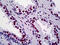 Tripartite Motif Containing 28 antibody, 51-735, ProSci, Immunohistochemistry frozen image 