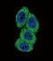 Cytochrome P450 4B1 antibody, abx034045, Abbexa, Immunofluorescence image 