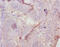 Anti-Mullerian Hormone antibody, CSB-PA001666YA01MO, Cusabio, Immunohistochemistry paraffin image 