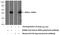 FERM Domain Containing 6 antibody, 21039-1-AP, Proteintech Group, Western Blot image 