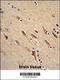 ADP Ribosylation Factor 1 antibody, 62-081, ProSci, Immunohistochemistry paraffin image 