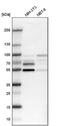 Nuclear Factor I B antibody, NBP1-81000, Novus Biologicals, Western Blot image 