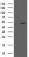 KIAA0860 antibody, MA5-25529, Invitrogen Antibodies, Western Blot image 