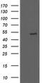 U-Box Domain Containing 5 antibody, MA5-25529, Invitrogen Antibodies, Western Blot image 