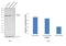 Forkhead Box O3 antibody, PA5-27145, Invitrogen Antibodies, Western Blot image 