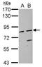 ABP1 antibody, NBP1-32941, Novus Biologicals, Western Blot image 