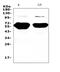 Amylase Alpha 1C (Salivary) antibody, A12967, Boster Biological Technology, Western Blot image 