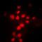 MutL Homolog 1 antibody, LS-C352510, Lifespan Biosciences, Immunofluorescence image 