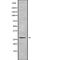 Peroxisomal Biogenesis Factor 11 Alpha antibody, PA5-68263, Invitrogen Antibodies, Western Blot image 