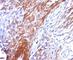 Keratin 17 antibody, V7128IHC-7ML, NSJ Bioreagents, Immunohistochemistry frozen image 