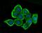 Glutathione Synthetase antibody, NBP2-75513, Novus Biologicals, Immunofluorescence image 